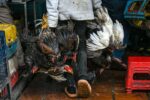 ກໍາປູເຈຍ ພົບຜູ້ເສຍຊີວິດຈາກໄຂ້ຫວັດສັດປີກ ສາຍພັນ H5N1 ຄົນທີ່ 3 ໃນປີນີ້