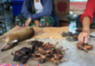 ເຖິງເວລາຢຸດແລ້ວຫລືບໍ່ ຄ່ານິຍົມເອົາສັດປ່າເປັນຂອງຕ້ອນແຂກ