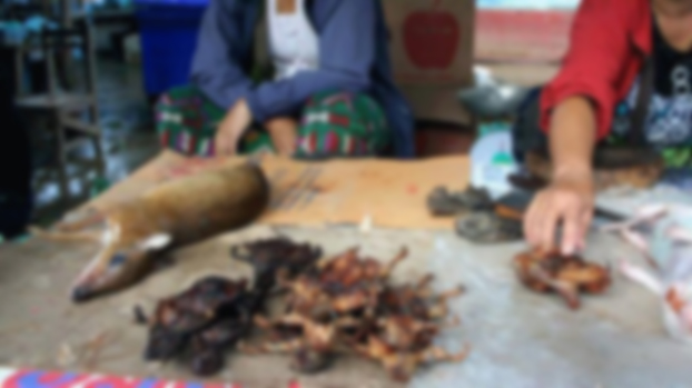 ເຖິງເວລາຢຸດແລ້ວຫລືບໍ່ ຄ່ານິຍົມເອົາສັດປ່າເປັນຂອງຕ້ອນແຂກ - 484943668 9160164244105385 4986459289701042969 n - ເຖິງເວລາຢຸດແລ້ວຫລືບໍ່ ຄ່ານິຍົມເອົາສັດປ່າເປັນຂອງຕ້ອນແຂກ ເຖິງເວລາຢຸດແລ້ວຫລືບໍ່ ຄ່ານິຍົມເອົາສັດປ່າເປັນຂອງຕ້ອນແຂກ - 484943668 9160164244105385 4986459289701042969 n - ເຖິງເວລາຢຸດແລ້ວຫລືບໍ່ ຄ່ານິຍົມເອົາສັດປ່າເປັນຂອງຕ້ອນແຂກ