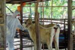 ກໍາປູເຈຍຢຸດນໍາເຂົ້າສັດລ້ຽງຈາກໄທຊົ່ວຄາວ ສະກັດພະຍາດແອນແທກລະບາດ